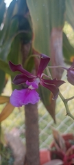 Encyclia cordigera image