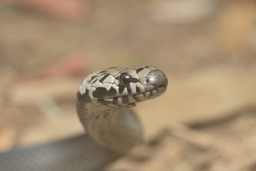Pale-headed Snake sighting