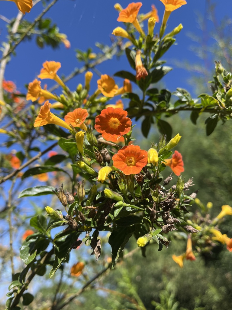 Marmalade bush