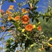 Marmalade-Bush - Photo (c) dougnaturalist, all rights reserved