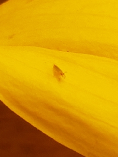 Frankliniella bispinosa · iNaturalist