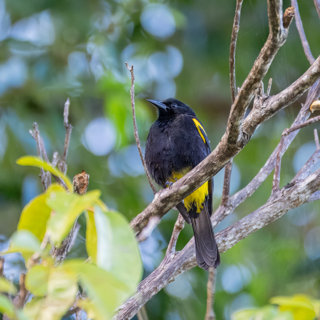 Puerto Rican Oriole (Icterus portoricensis) photo