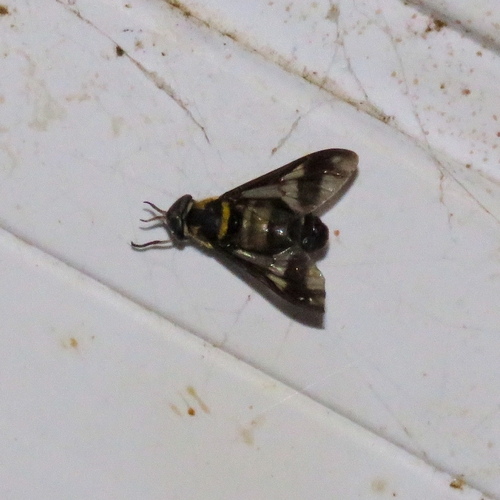 Dichelacera damicornis