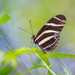 Zebra Longwing - Photo (c) Dan LaVorgna, all rights reserved, uploaded by Dan LaVorgna