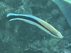 Cleaner Wrasse