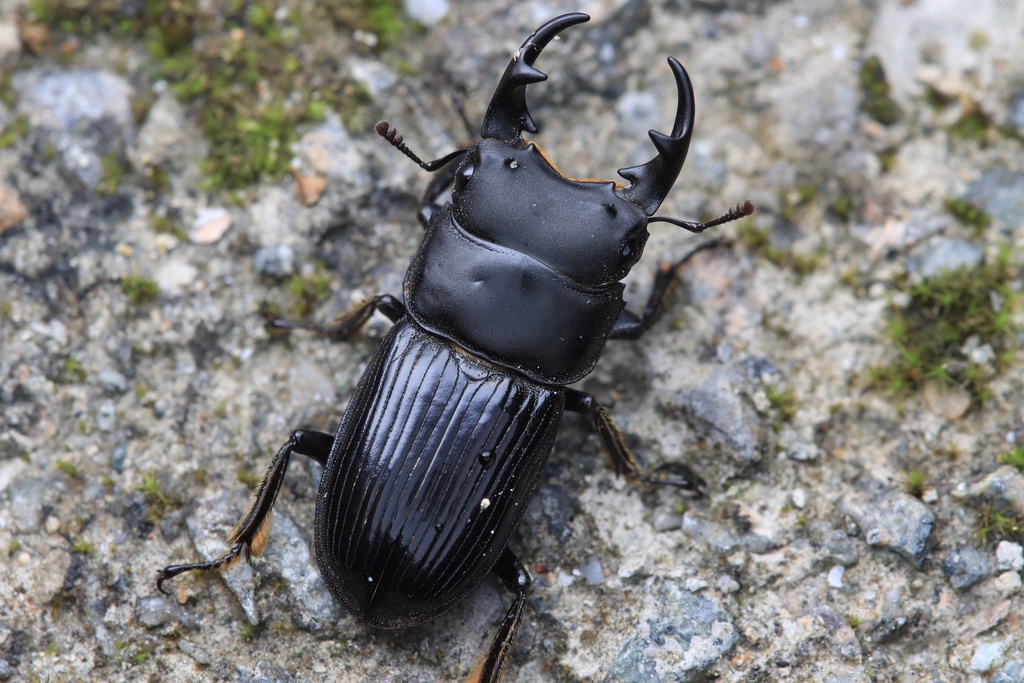 Aegus kuangtungensis from 龙泉山景区, 丽水市, 浙江省, CN on July 17, 2023 at 05:01 ...