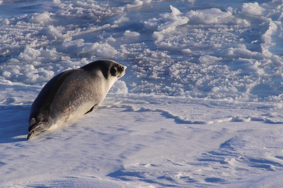 Ross Seal On February 16 2024 At 09 17 PM By R Mi Bigonneau INaturalist   Large 