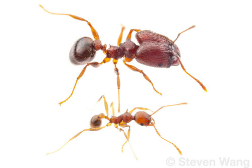 海南大头蚁Pheidole hainanensis