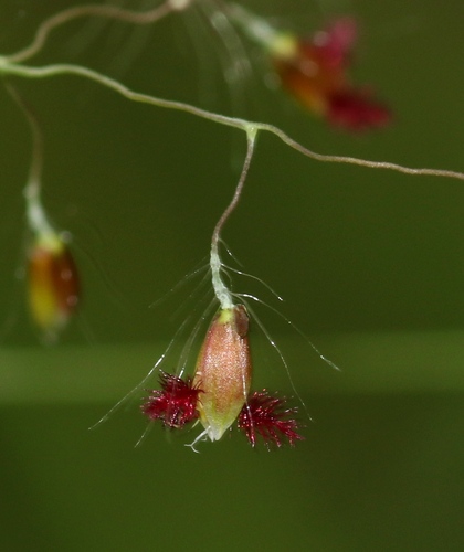 Panicum trichocladum