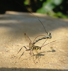 Image of Apechoneura longicauda