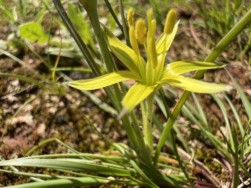 Acute-flowered Star-of-Bethlehem