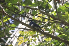 Notharchus pectoralis image