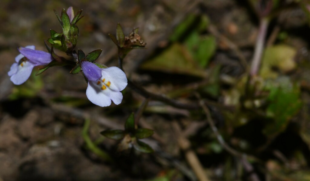 Japanese mazus from godawari on February 16, 2024 at 05:24 PM by Yagya ...