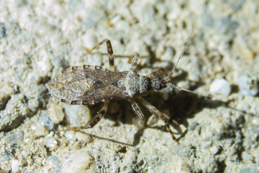Jarada Insect Lisarda from 盈江县, 德宏傣族景颇族自治州, 云南省, CN on February 17, 2024 at 11:23 PM ...
