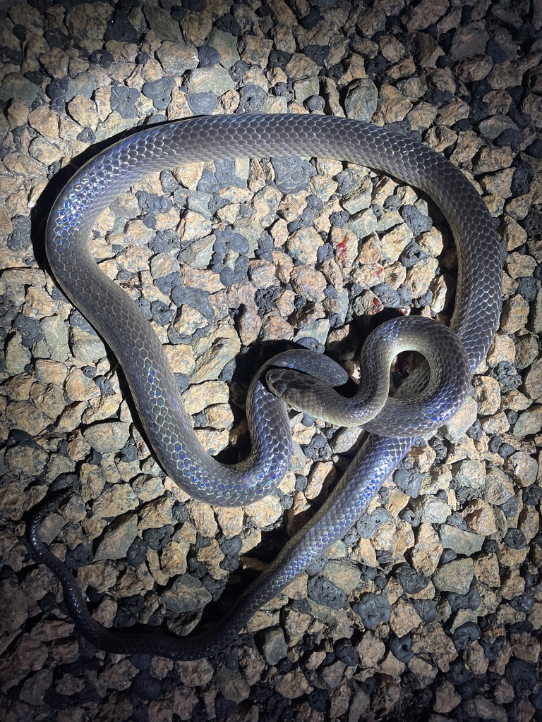 Slaty-grey snake from Point Stuart Rd, Point Stuart, NT, AU on February ...