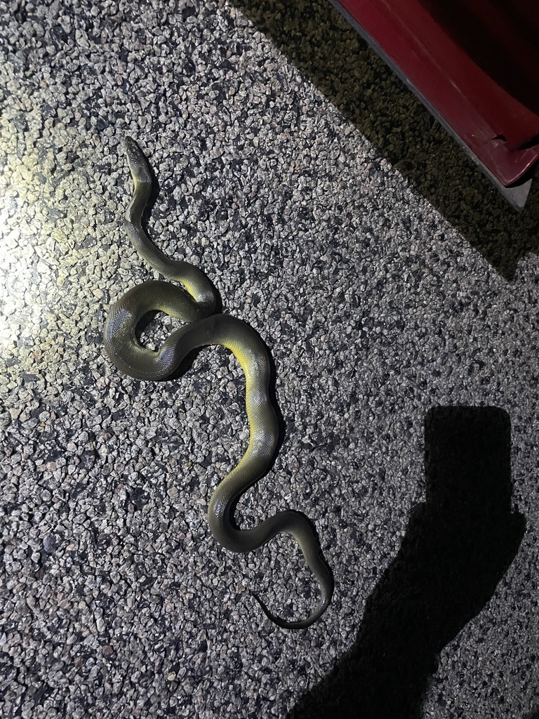 Water Python from Djukbinj National Park, Marrakai, NT, AU on February