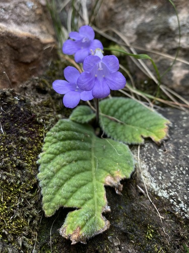 Streptocarpus caeruleus