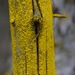 Gold Dust Lichens - Photo (c) Larry Halverson, all rights reserved, uploaded by Larry Halverson