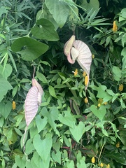 Aristolochia grandiflora image