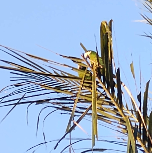Red-shouldered Macaw