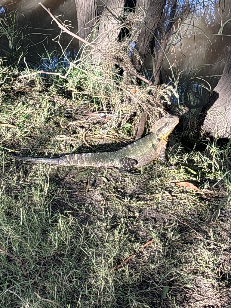 Australian Water Dragon from Patrick St, Dalby, QLD, AU on February 18