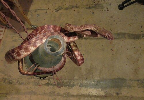 Brown Tree Snake sighting