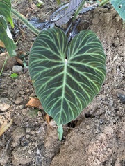 Philodendron verrucosum image