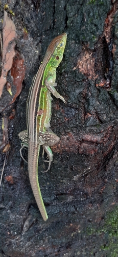 Cryptic Racerunner