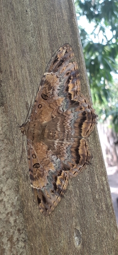 Feigeria mycerina