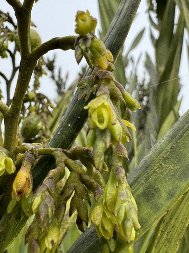Bogotense Orchid