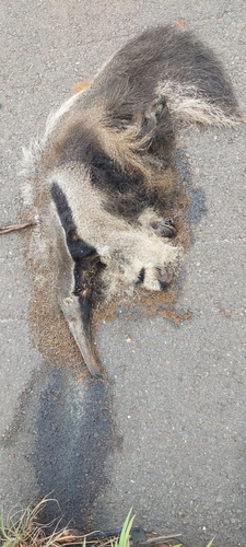 Giant Anteater