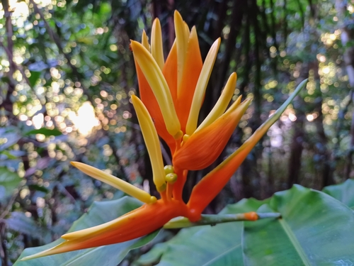 Heliconia aurantiaca