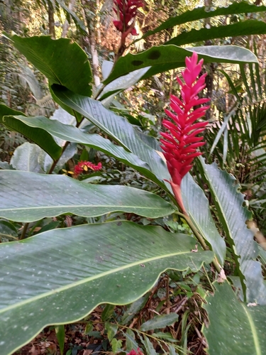 Red Ginger