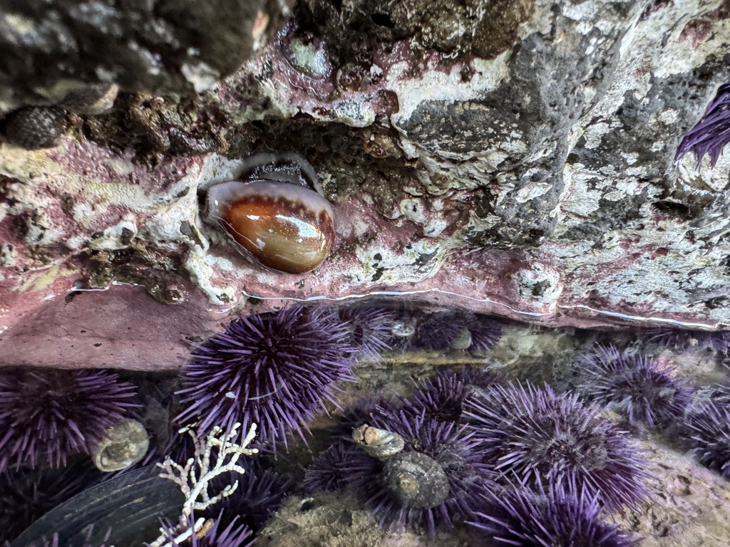 Chestnut Cowry from Catalina Channel, Los Angeles, CA, US on February ...