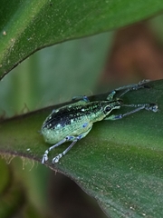 Exophthalmus jekelianus image