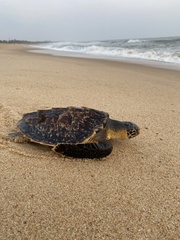 Hawksbill turtle