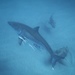 Tiburones Blancos Y Parientes - Photo (c) cesar navarro, todos los derechos reservados, subido por cesar navarro