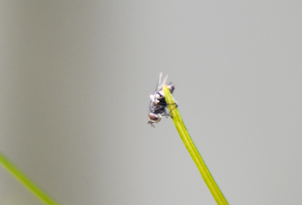 Bot Flies, Blow Flies, and Allies from Brisbane QLD, Australia on February 18, 2024 at 0806 AM