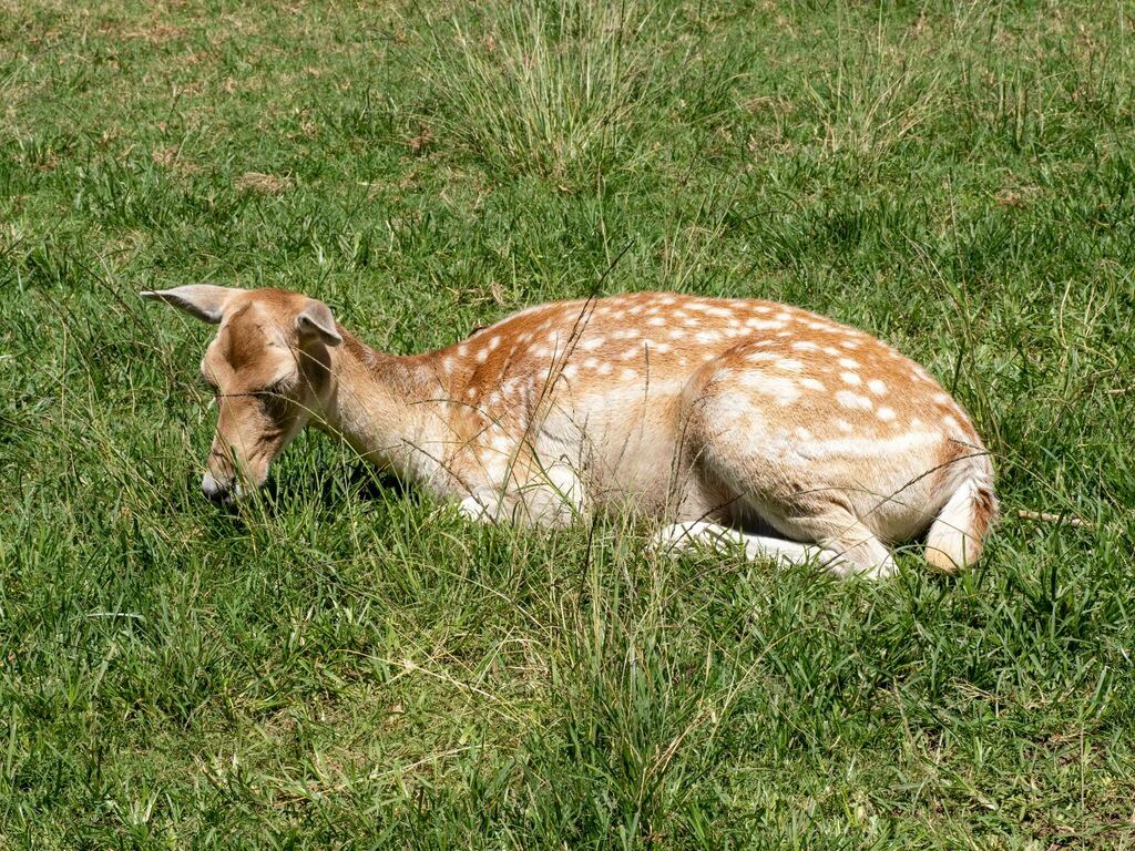 European Fallow Deer from Mogo NSW 2536, Australia on February 9, 2024 ...