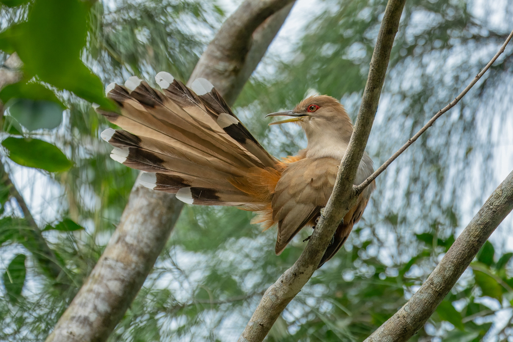 Puerto Rican Lizard-Cuckoo photo