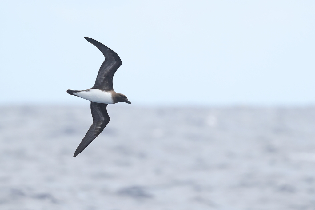 Tahiti Petrel photo