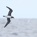 Tahiti Petrel - Photo (c) Todd Burrows, all rights reserved, uploaded by Todd Burrows