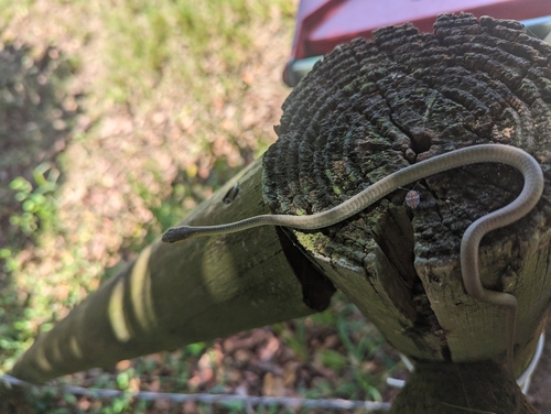 Common Tree Snake sighting