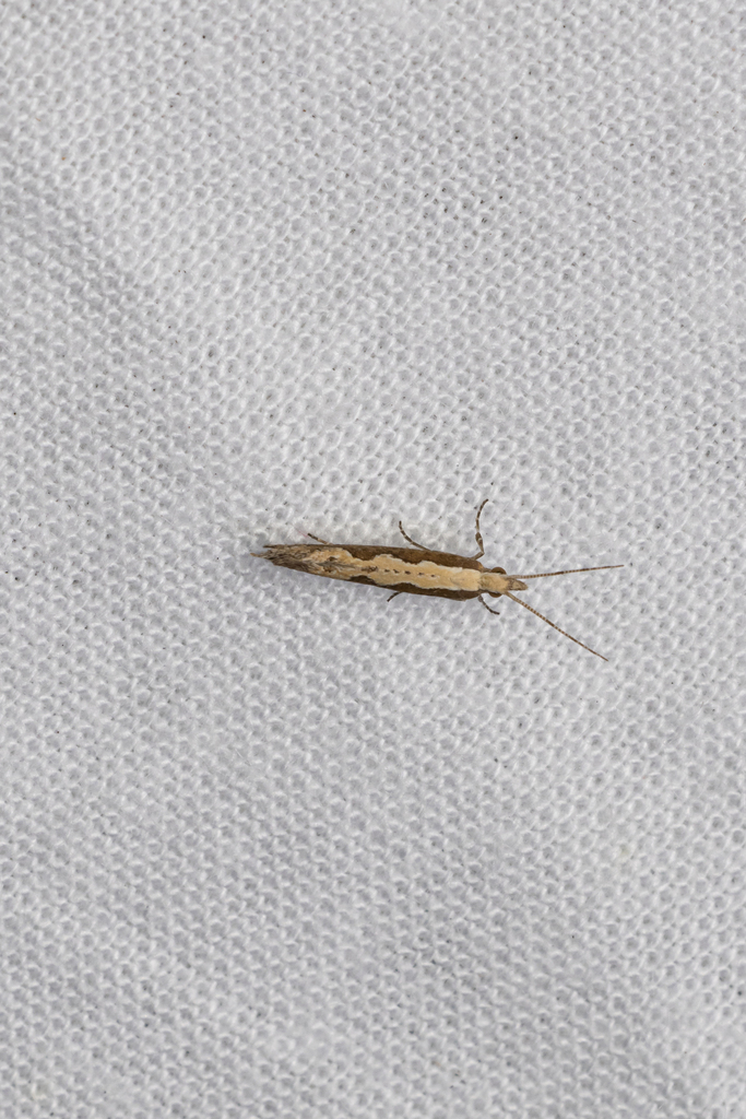 Diamondback Moth from Braeside park moth sheet on February 17, 2024 at ...