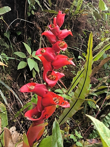 Guzmania variegata L.B.Sm.