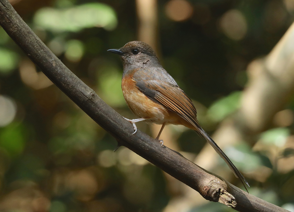 White Rumped Shama From Ban Phu Sai Changwat Phetchaburi Thailand On February At