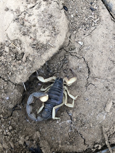 Hadrurus pinteri