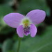 Viola diffusa - Photo (c) yongzhe, כל הזכויות שמורות, הועלה על ידי yongzhe