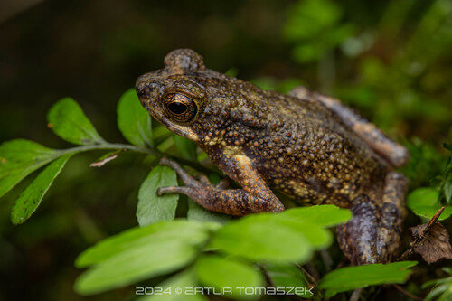 Kelaart's Dwarf Toad - Photo (c) Artur Tomaszek, all rights reserved, uploaded by Artur Tomaszek
