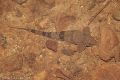 Fonchiiichthys uracanthus image